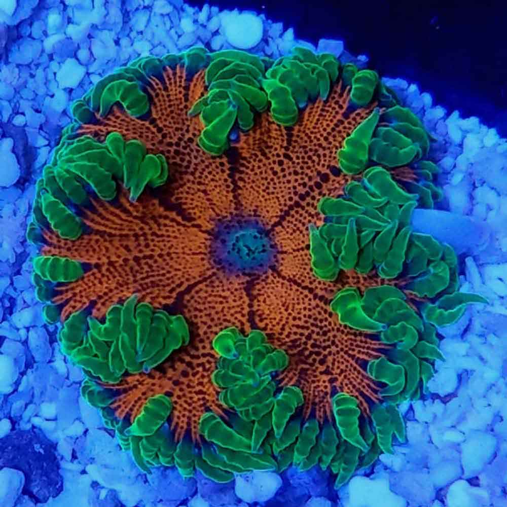 Ultra Neon Flower Anemone - Epicystis crucifer | ThatPetPlace.com