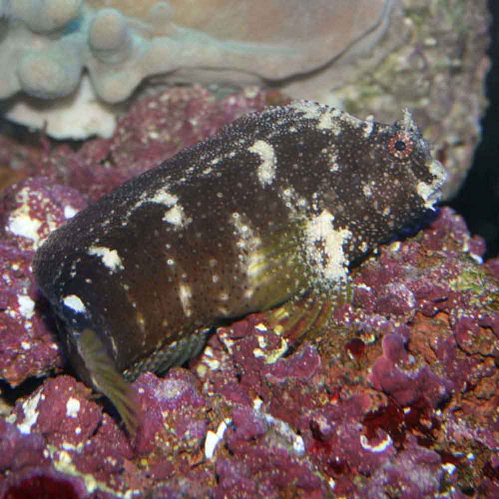 Starry clearance blenny care