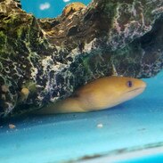golden dwarf moray eel gymnothorax melatremus