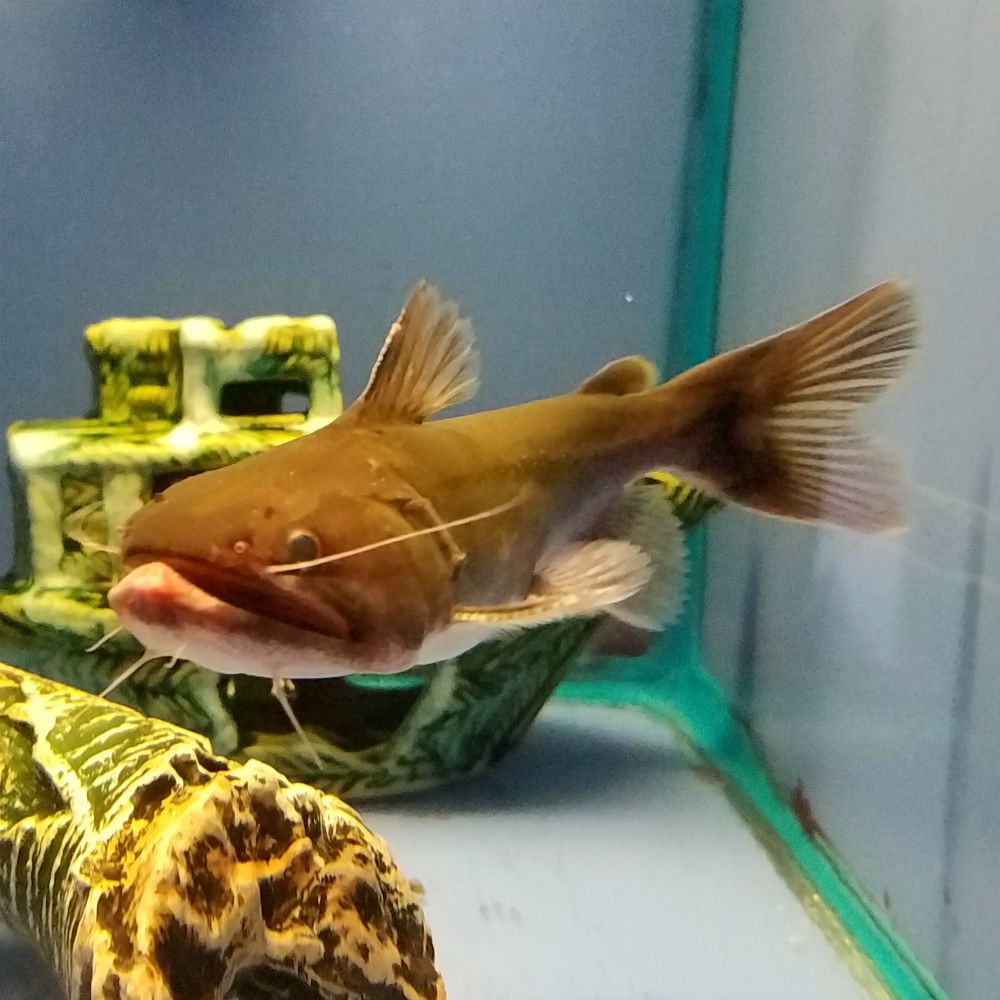 Gulper Catfish - Asterophysus batrachus