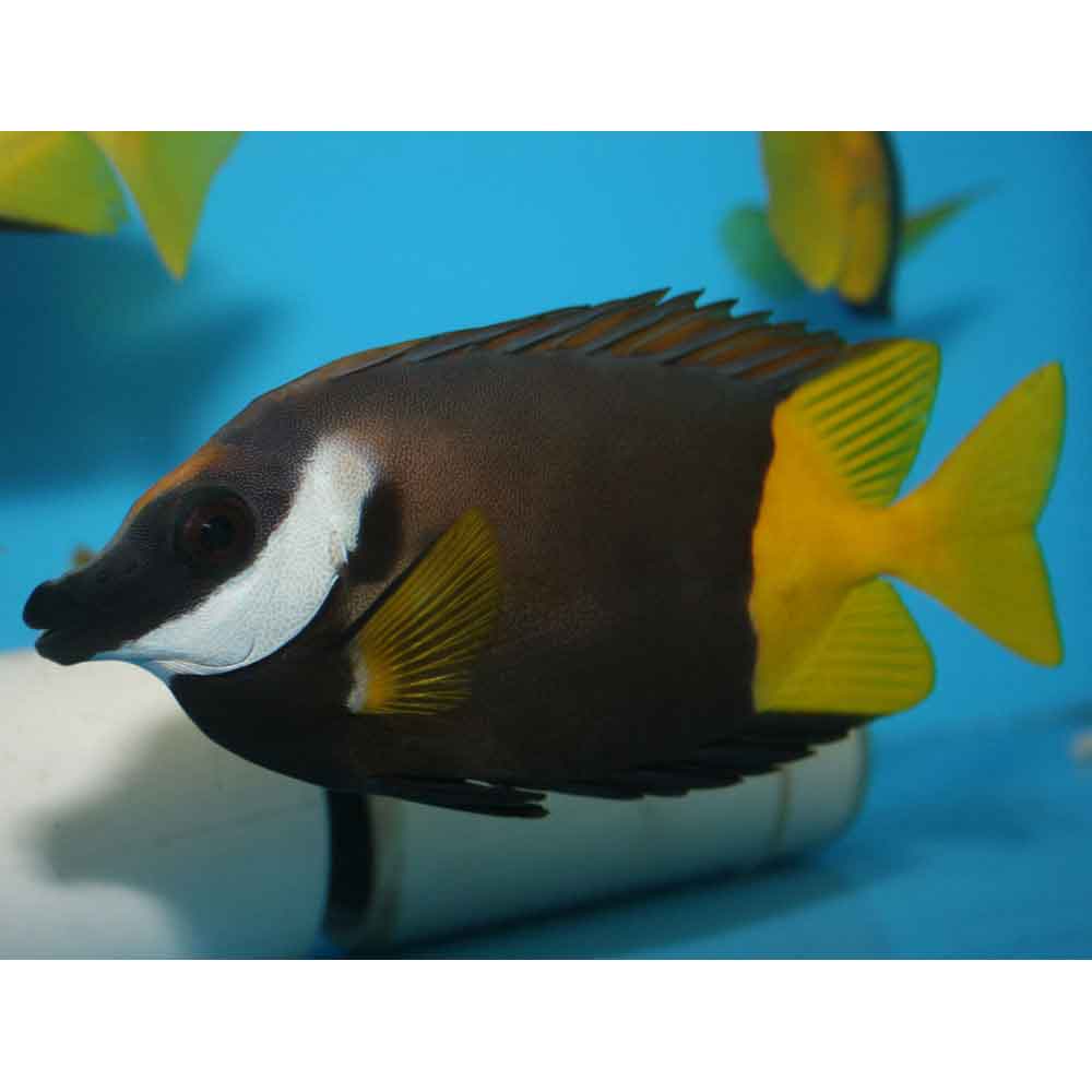 Bicolored Foxface - Siganus uspi - Large