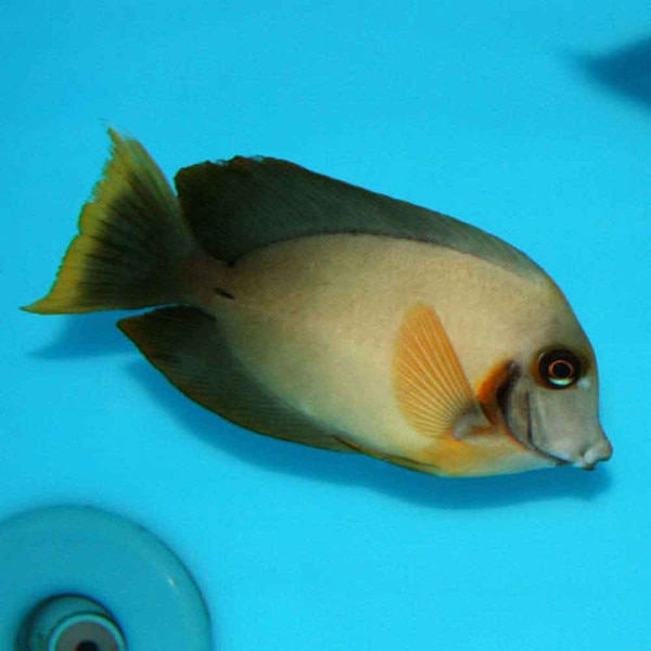 Chocolate Mimic Tang - Acanthurus pyroferus - Small