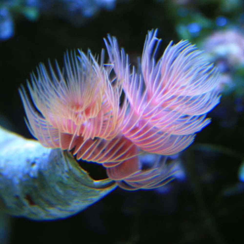 Coco Worm Protula bispiralis That Fish Place