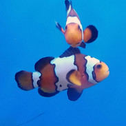 Clown Fish For Sale Buy Ocellaris Clownfish More Thatpetplace Com