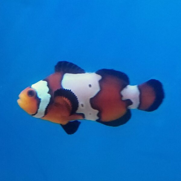 Black Ice Snowflake Clownfish Amphiprion Ocellaris Ora Thatpetplace Com