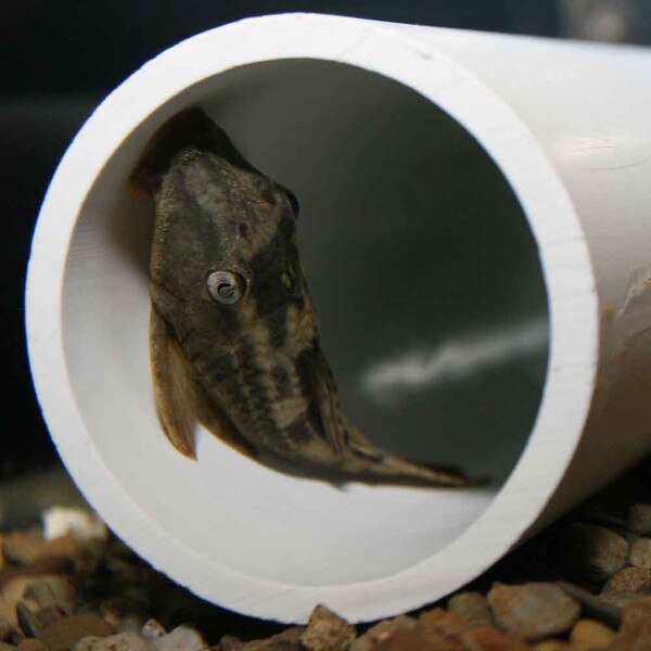 Pet Store Pleco Food Replacement Pet Store Pleco Food Replacement