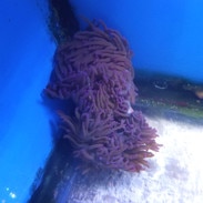 purple long tentacle anemone