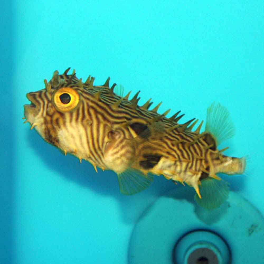 Striped Burrfish Chilomycterus Schoepfii Medium Striped Burrfish Chilomycterus Schoepfii Medium