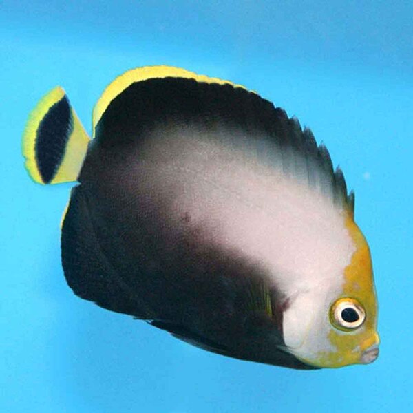 Black Velvet Angel - Chaetodontoplus melanosoma - Small Adult