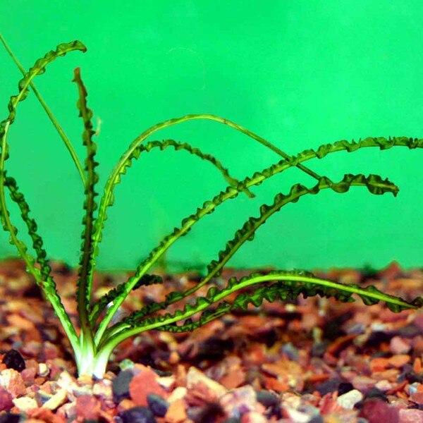 Crinum calamistratum - Medium | That Fish Place