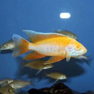 African Cichlids - Buy Malawi & Tanganyika Cichlids ...