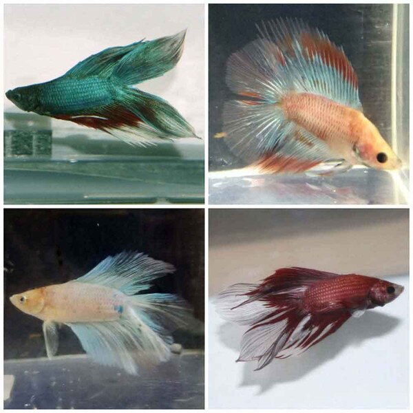 Doubletail Half Moon Betta Betta splendens Male