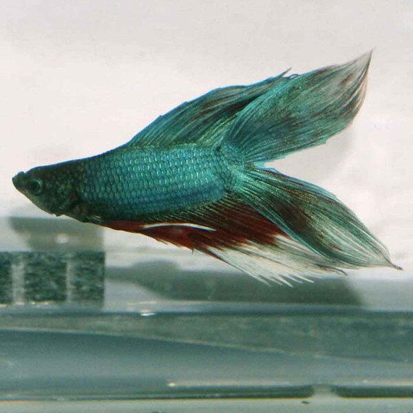 Plenty of fish phone number scam