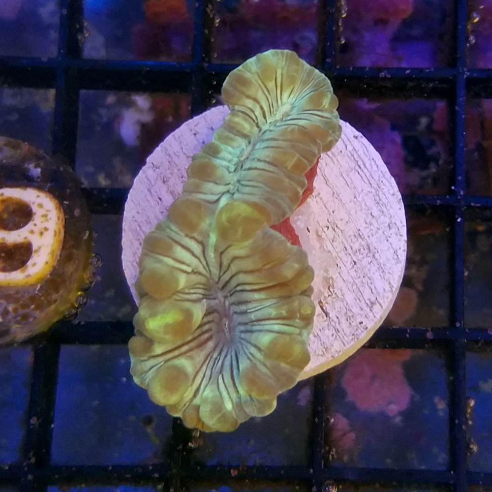 Fox Coral Frag - Nemenzophyllia turbida | thatpetplace.com