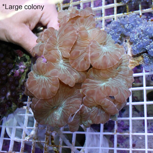 Coralꪔ̤̫ Fox Coral Frag - Nemenzophyllia turbida | thatpetplace.com