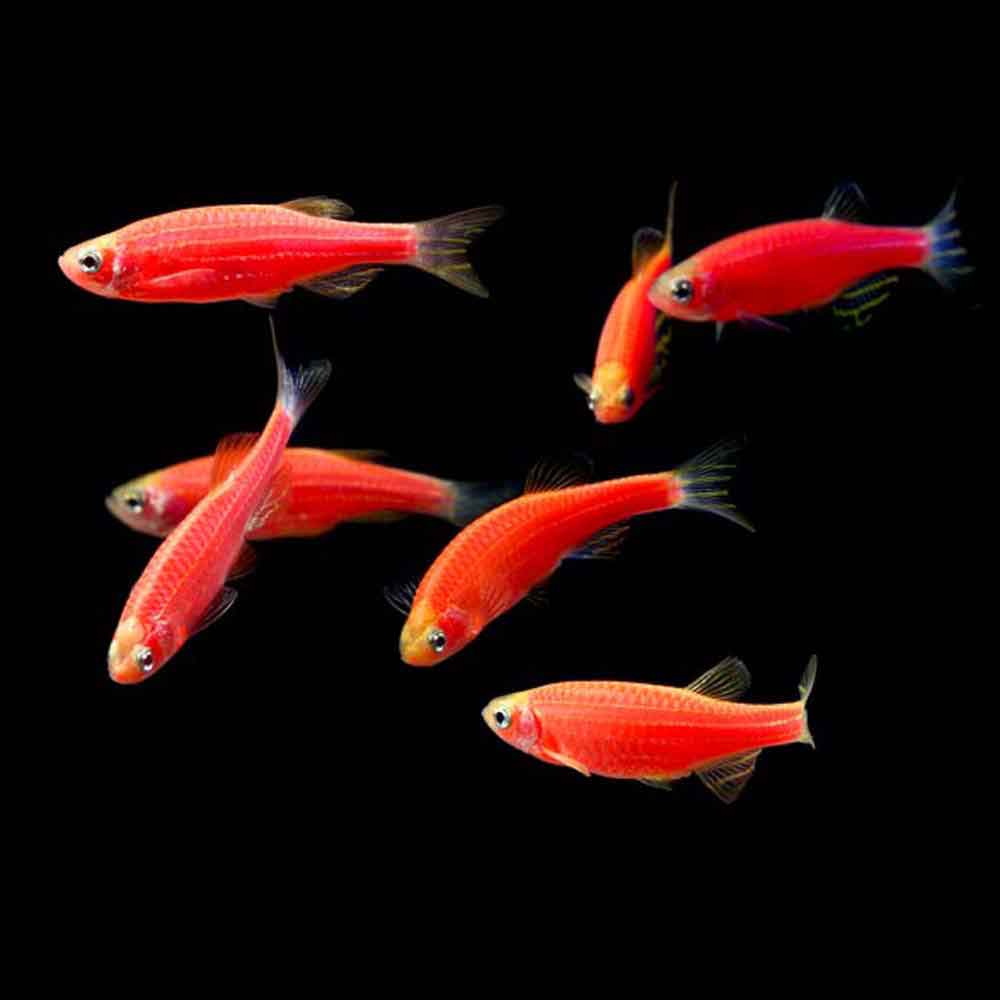 Starfire Red GloFish - Danio rerio | That Fish Place