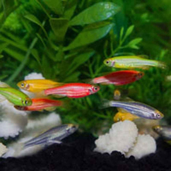 Electric Green GloFish - Danio rerio | That Fish Place