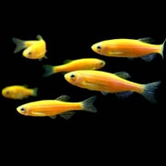 glofish for sale buy