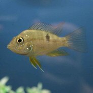 Central and South American Cichlids For Sale ...