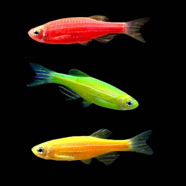GloFish Pack - 30 gallon ThatPetPlace.com