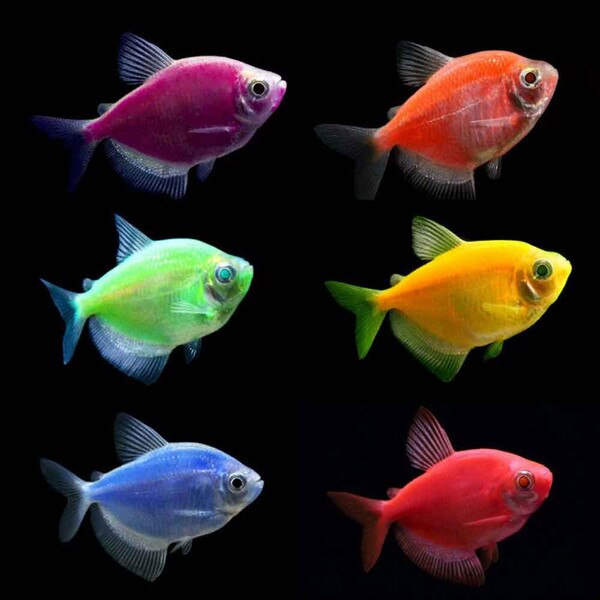 Pink Glofish in Aquarium