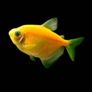 electric green glofish tetra