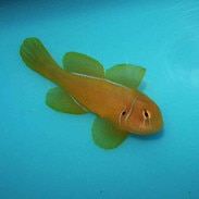 citron goby gobiodon citrinus