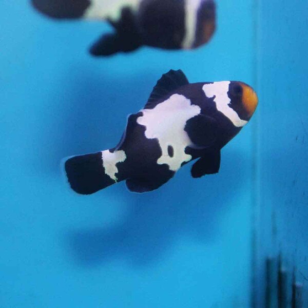Black Snowflake Clownfish Amphiprion Ocellaris Captive Bred That Fish Place