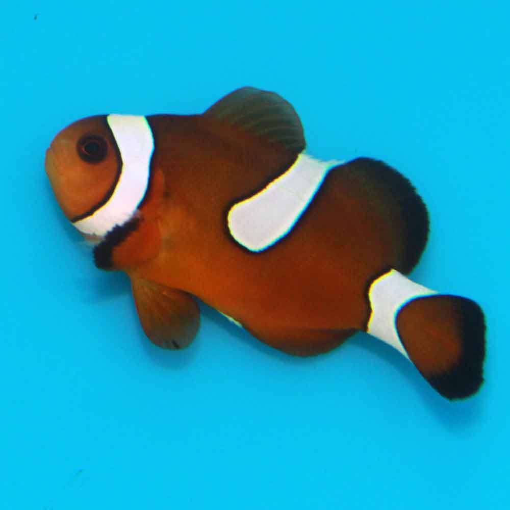 Misbar Blood Orange Clownfish - Amphiprion ocellaris x Premnas
