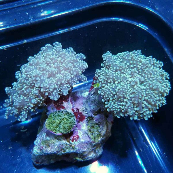 Thickbranched Frogspawn Coral Euphyllia yaeyamaensis