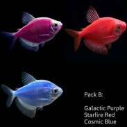 glofish tetra pack b