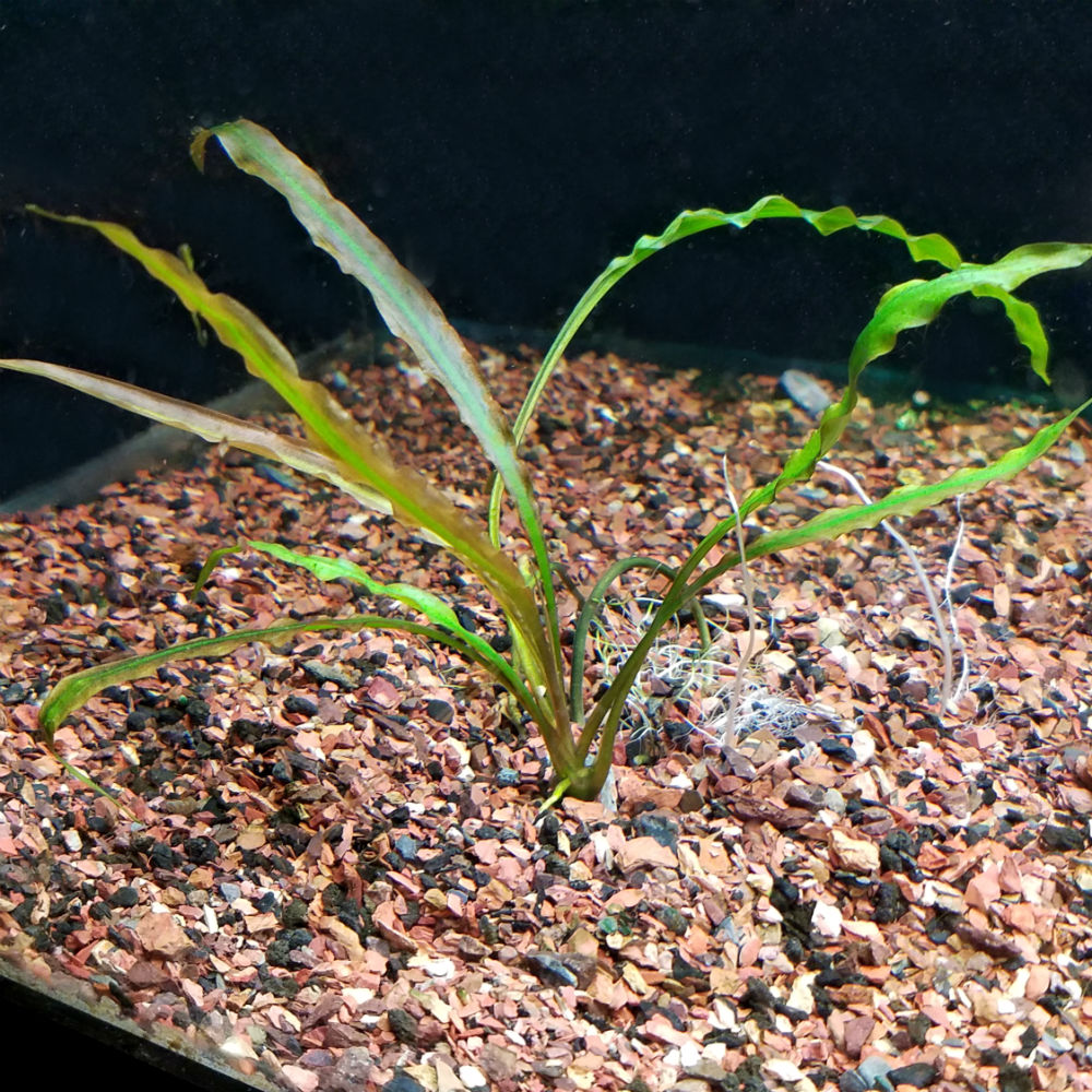Cryptocoryne joshanii from Basilan island phili