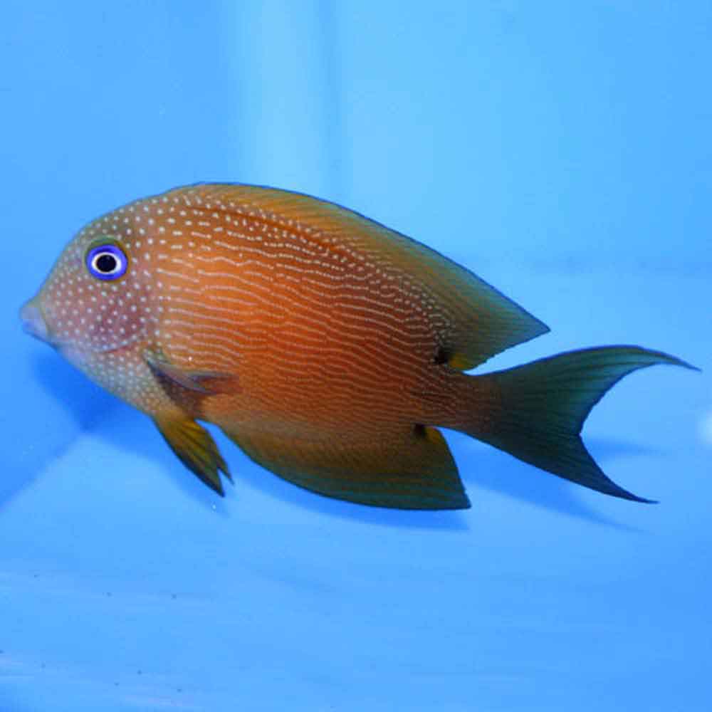 Two-spot Bristletooth Tang - Ctenochaetus binotatus - Small