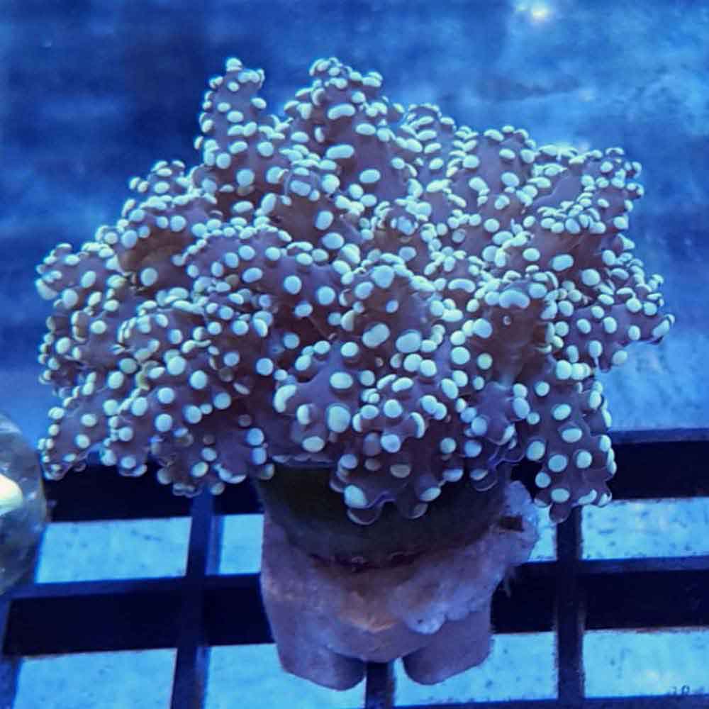 Thickbranched Frogspawn Frag Euphyllia yaeyamaensis