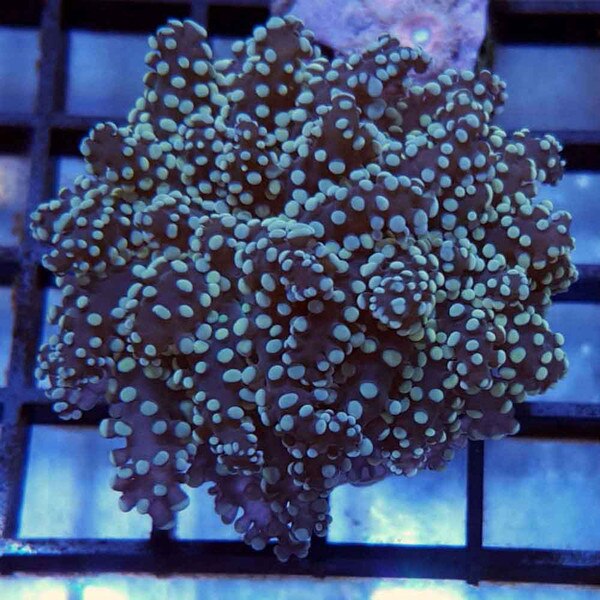 Thickbranched Frogspawn Frag Euphyllia yaeyamaensis