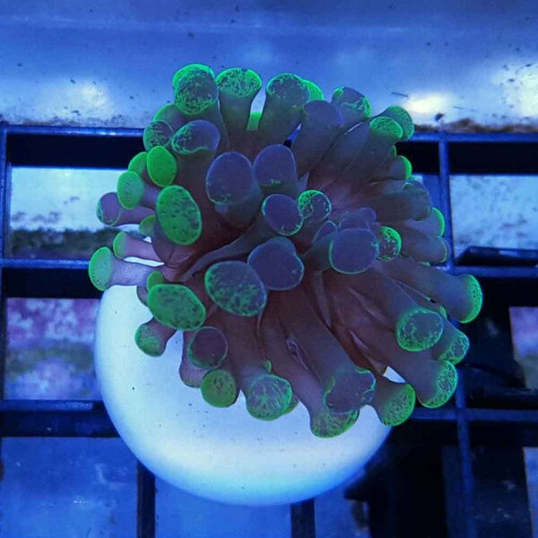 Marbled Hammer Coral Frag - Euphyllia sp. | ThatPetPlace.com