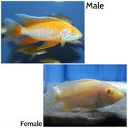 Live Malawi Cichlids For Cichlid Aquariums | That Fish Place