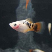 Blue Mickey Mouse Platy - Xiphophorus maculatus