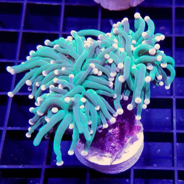Cotton Candy Torch Coral Frag Euphyllia glabrescens