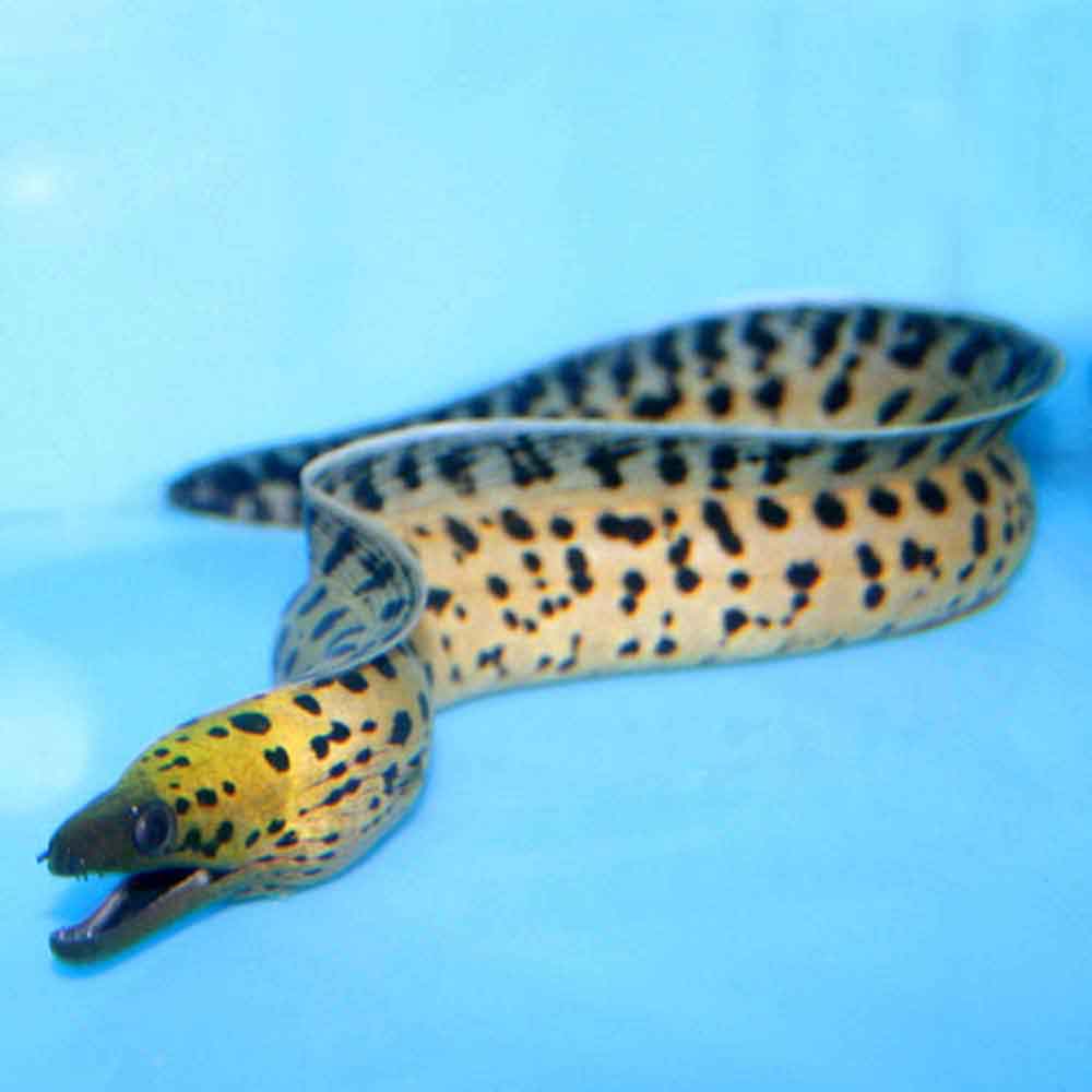 Fimbriated Moray Eel - Gymnothorax fimbriatus - Small/Medium