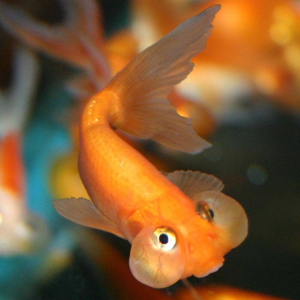 small goldfish aquarium small goldfish aquarium