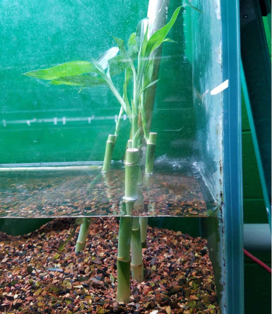 Lucky Bamboo - Dracaena sanderiana | ThatPetPlace.com