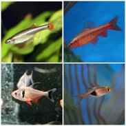 tetra fish for tropical