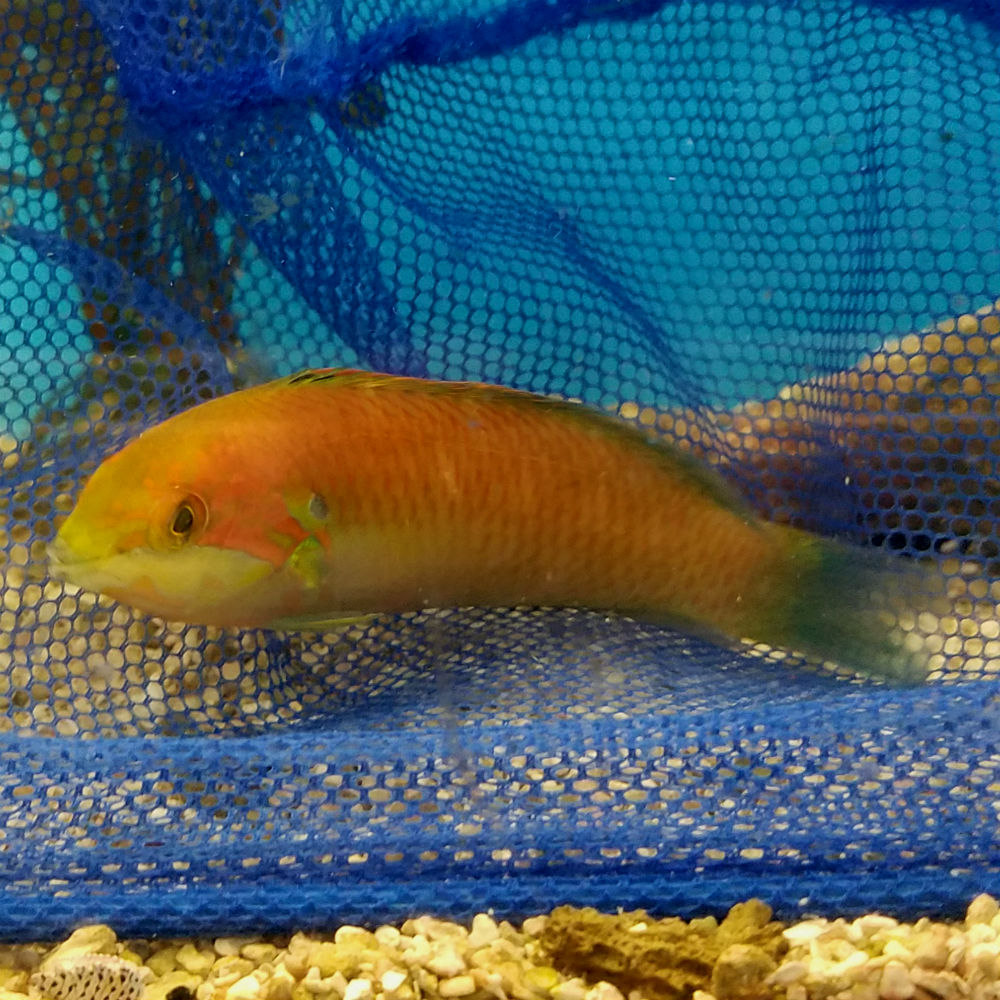 Moyer’s Leopard Wrasse - Macropharyngodon moyeri | ThatPetPlace.com