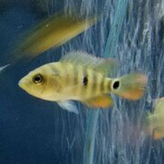 Central and South American Cichlids For Sale ...