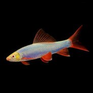 glofish for sale buy