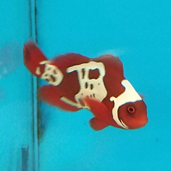 Gold Lightning Maroon Clown Premnas biaculeatus Captive Bred