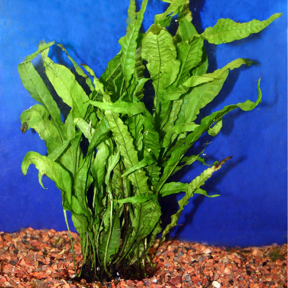 Java Fern - Microsorum pteropus - Small Mat | thatpetplace.com