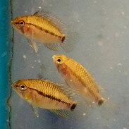 Central and South American Cichlids For Sale ...