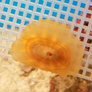 Saltwater Invertebrates - Crab, Shrimp, Snails &More| thatpetplace.com
